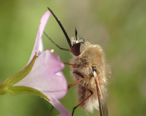 Réf. 262 427 : Bombylius sp.